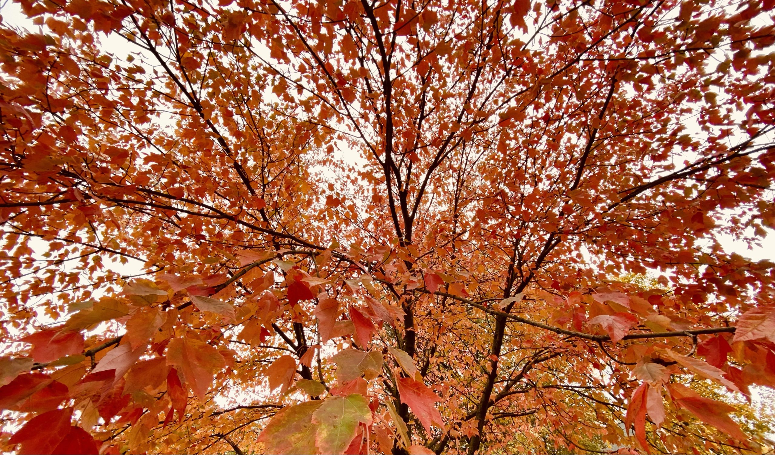 Red maple tree.