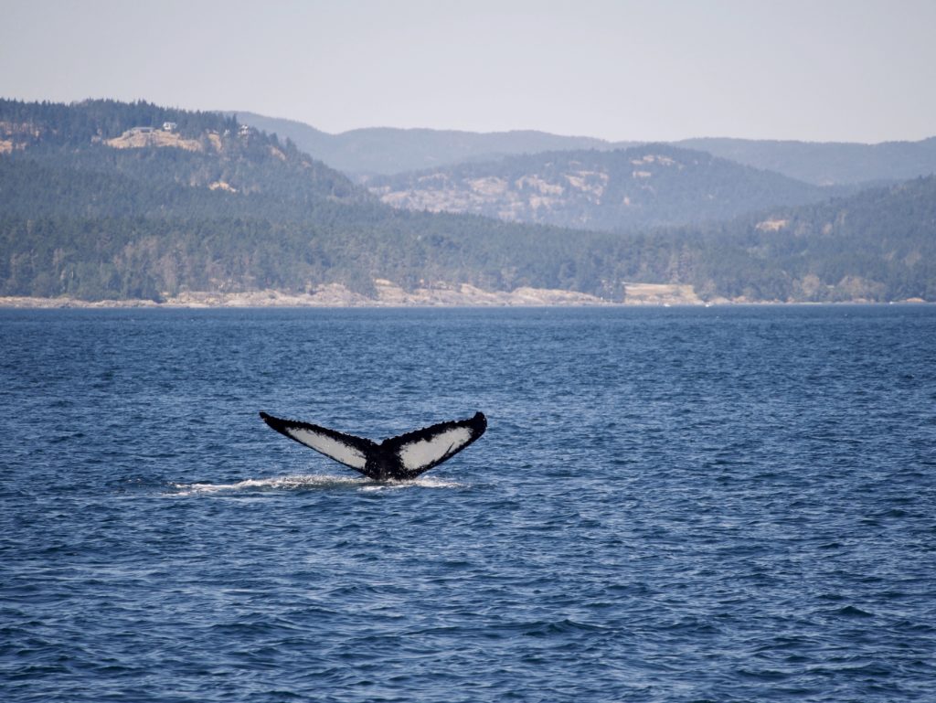 Humpback fluke with mountains in background