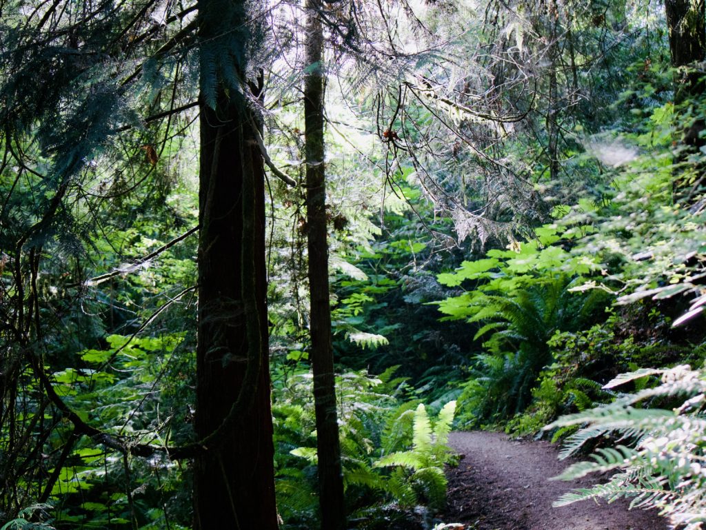 Wooded trail by Olympic National Park Visitor Center