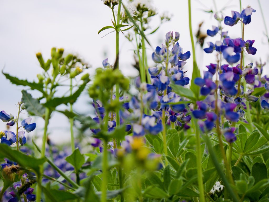 Wildflowers blooming in Rainier’s high meadows