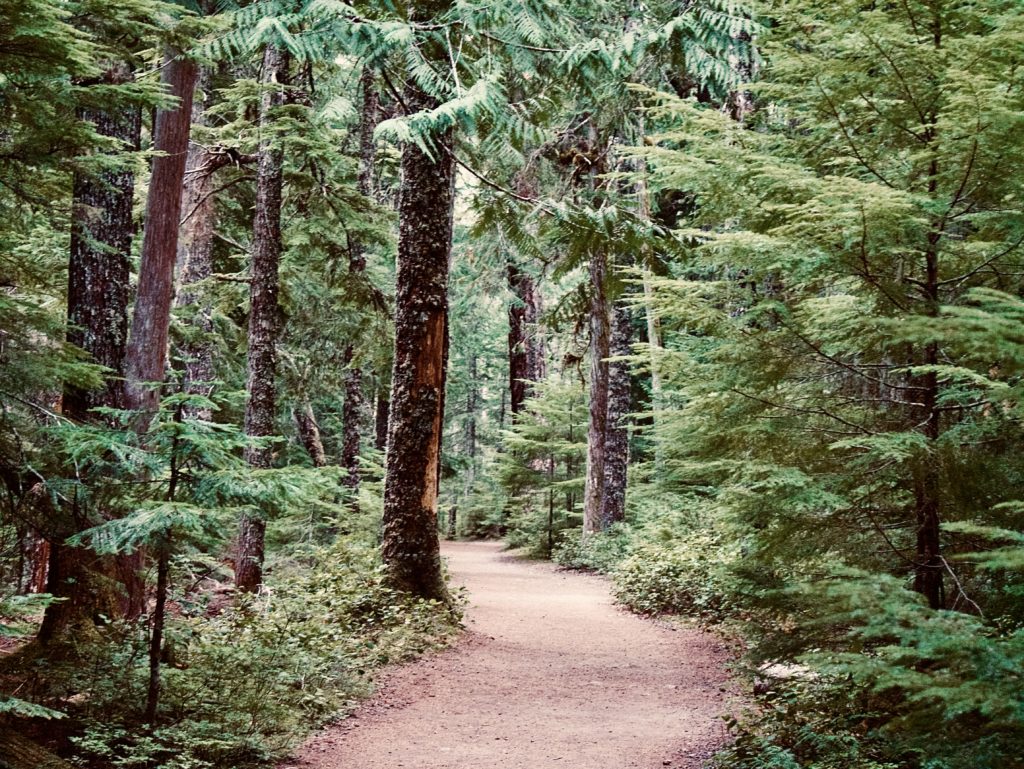 View of the Wonderland Trail in Mount Rainier National Park