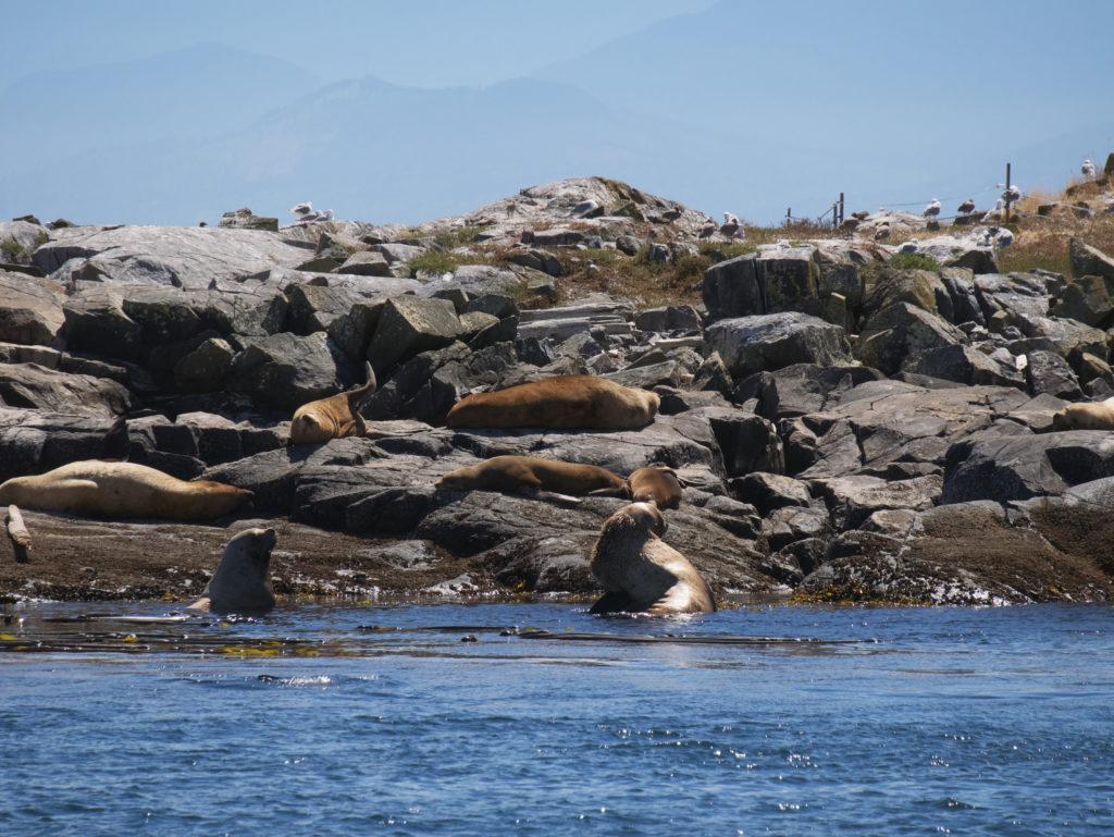 Seals of Race Rocks