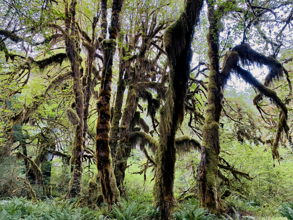 Moss trees in Hoh Rainforest
