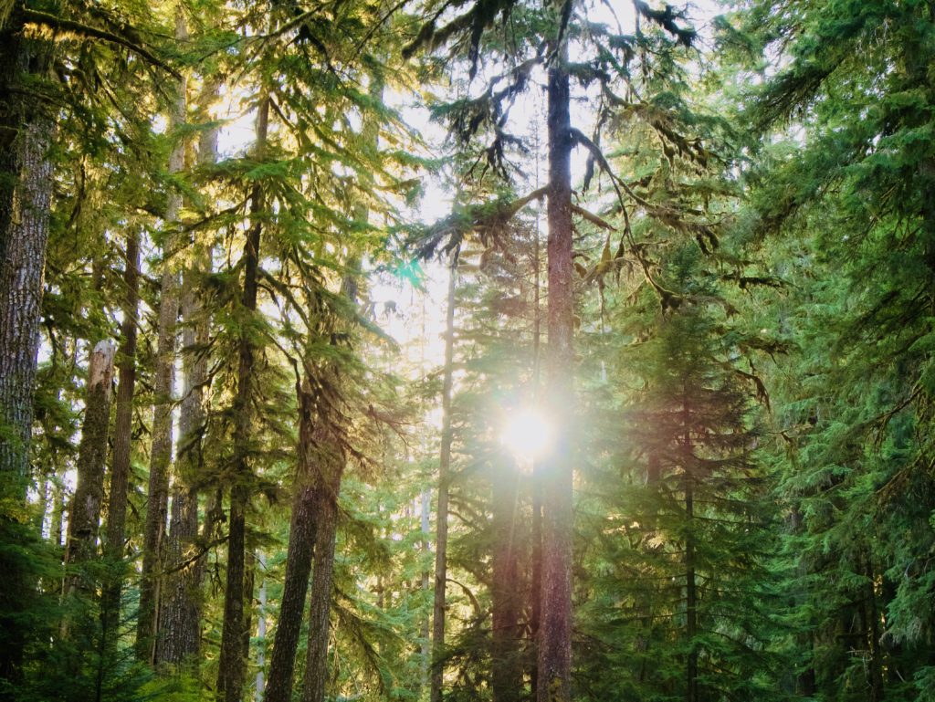 Sun shining through trees in Olympic National Park