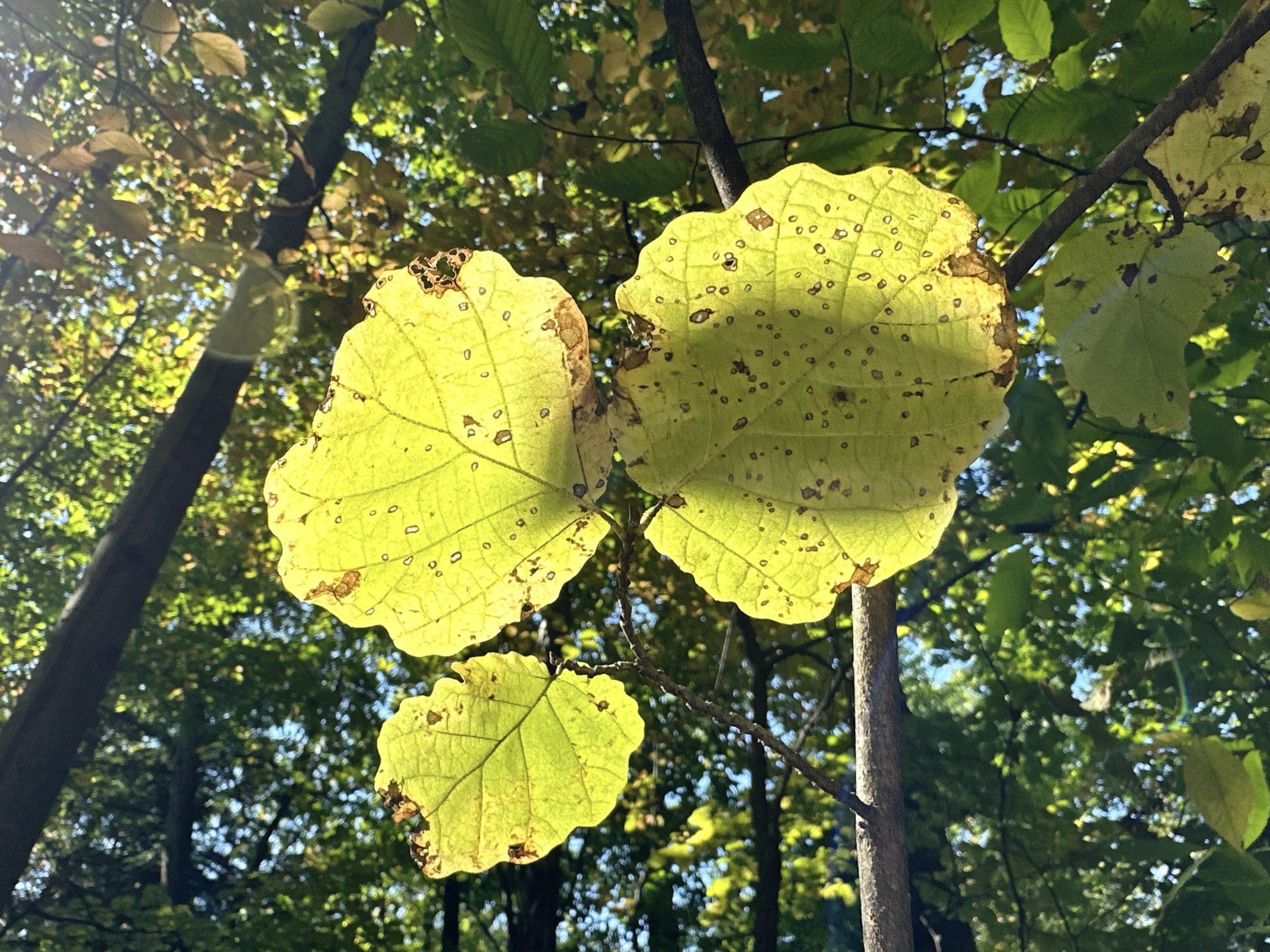 Golden leaves close up
