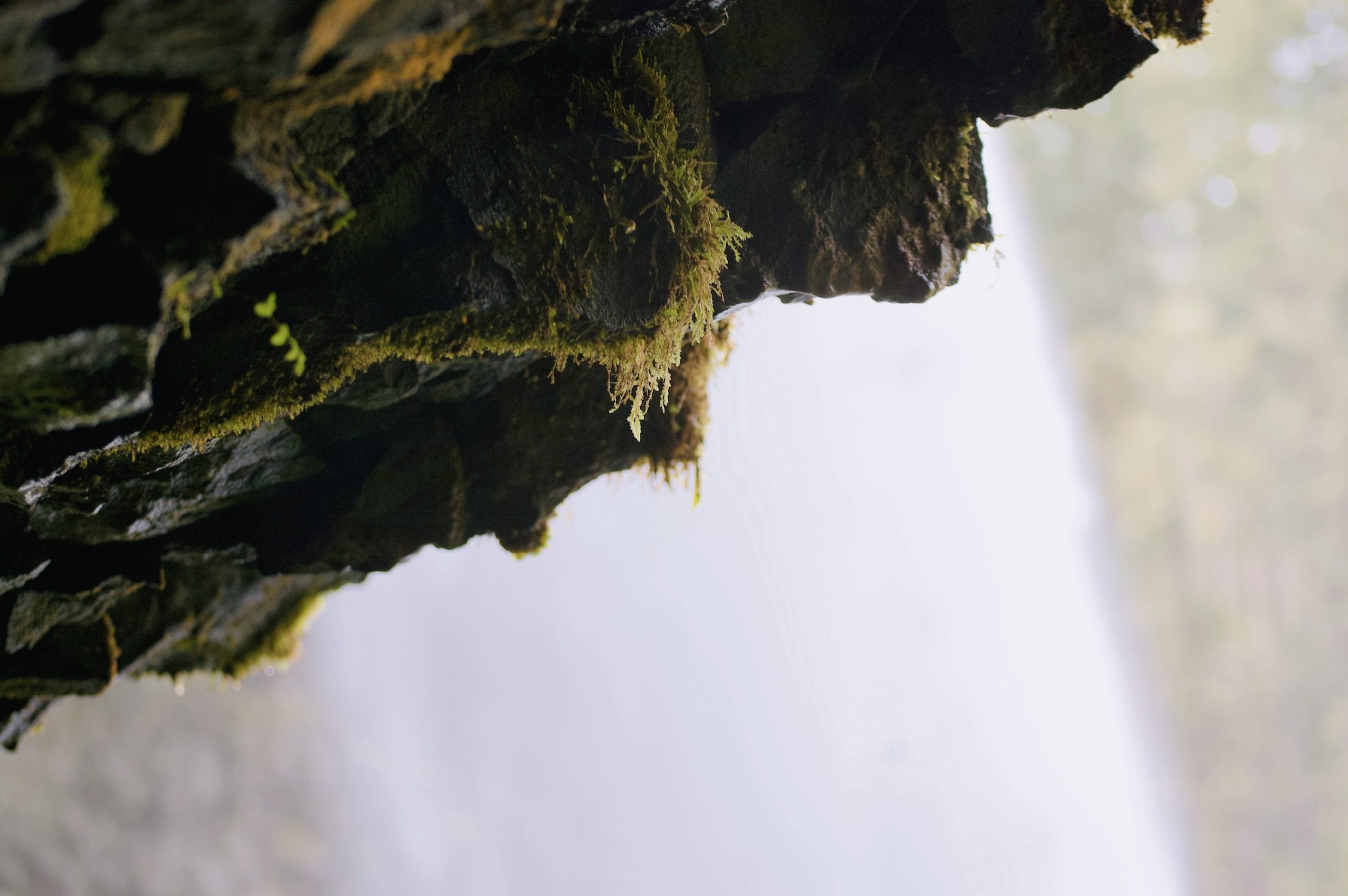 Moss covered rocks approaching South Falls in Silver Falls State Park, Oregon