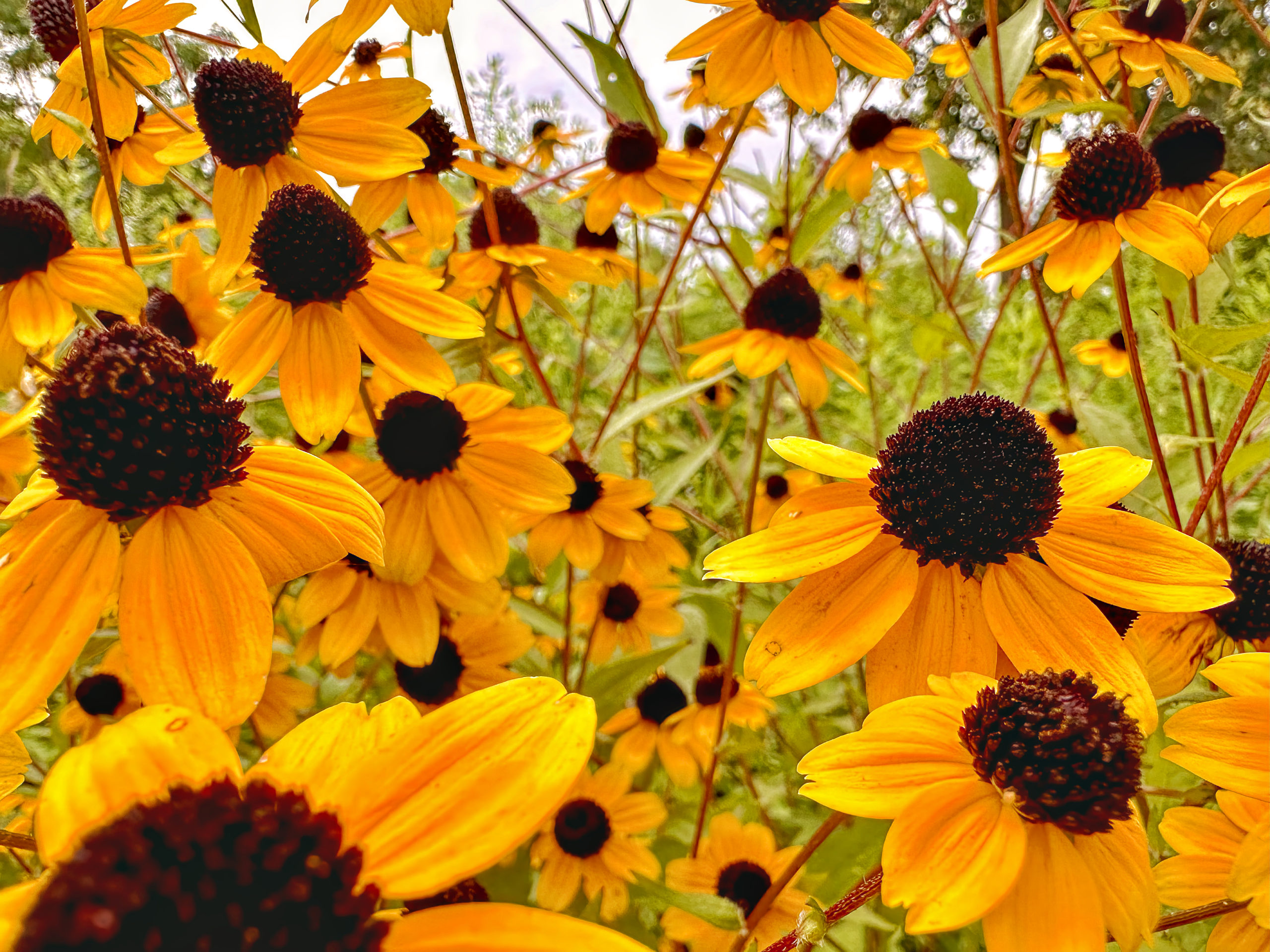A vibrant golden yellow patch of coneflowers